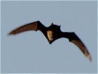 Fledermaus auf Insektenjagd; Foto: Dietmar Bormann