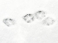 ..., hier ist ein Fuchs gefl�chtet.