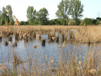 Im Naturschutzgebiet "Wagbachniederung" br�ten rund 100 Vogelarten, darunter auch etliche besonders anspruchsvolle und seltene Arten wie ...