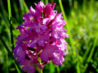 Spitzorchis (Anacamptis pyramidalis) nach Regenschauer in der Morgensonne