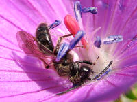 Besonders beliebt sind bei den Wildbienen heimische Stauden wie der Natternkopf (blau, s.o.) oder dieser Blutstorchschnabel, wo sie reichlich Nahrung finden.