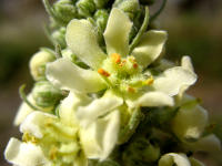 Mehlige K�nigskerze (Verbascum lychnitis)