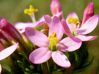 Echtes Tausendg�ldenkraut (Centaurium minus)