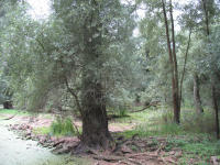 Silberweiden-(Weichholz-)auenwald mit den namen- und "farbgebenden" Silberweiden (Salix alba)