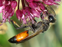 M�nnchen der zu den Grabwespen z�hlenden Heuschreckensandwespe (Sphex funerarius = rufocinctus) auf Kopflauch (Allium sphaerocephalon)
