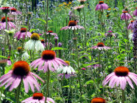 Sonnenhut (Echinacea purpurea)