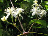 Bl�te der Gew�hnlichen Waldrebe (Clematis vitalba)