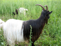 Walliser Schwarzhalsziege