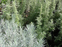 Currykraut und viele Artemisia-Arten besitzen einen herrlichen Duft!