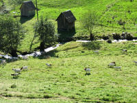 Von Burenziegen beweidete Heustadelweide im Sersbachtal