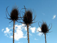 Wilde Karde (Dipsacus sylvestris): zur Bl�tezeit Hummel- und Faltermagnet, im Herbst garantierter Stieglitzbesuch, im Winter strukturierende Silhouette