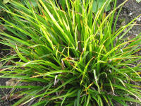 Immergr�n & schattenvertr�glich: Waldhainsimse oder -marbel (Luzula sylvatica)
