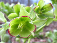 Stinkende Nieswurz (Helleborus foetidus)