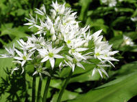 Bärlauch (Allium ursinum)