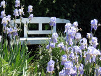 Hohe Bartiris (Iris Barbata-Elatior-Hybride)