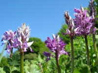 Das Helm-Knabenkraut (Orchis militaris) ist in gr��eren Best�nden anzutreffen