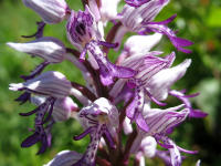 Bl�tenstand Helm-Knabenkraut (Orchis militaris)
