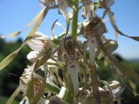 Bocks-Riemenzunge (Himantoglossum hircinum)