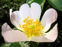 Hundsrose (Rosa canina)