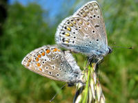 Hauhechelbl�uling (Polyommatus icarus), oben das M�nnchen, unten das Weibchen