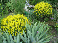 "Kugeln" bieten sch�ne Kontraste zu anderen Formen. Hier: Schwarzer Ginster (Cytisus nigricans "Cyni") mit Hoher Bartiris.
