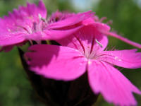 Sch�n & heimisch: Karth�usernelke (Dianthus carthusianorum)