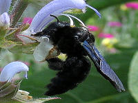Blaue Holzbiene (Xylocopa violacea) an Muskatellersalbei (Salvia sclarea) 