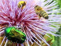 Gold-Rosenk�fer, Honig- und Wildbienen auf Cardy-Bl�te
