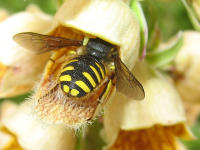 Gro�e Wollbiene (Anthidium manicatum)