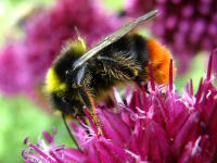 Männliche Steinhummel (Bombus lapidarius) auf Kopflauch (Allium sphaerocephalon)