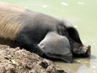 Schw�bisch-H�llisches Schwein