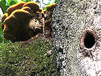 Baum als Lebensraum f�r V�gel, Baumpilze, Moose und Flechten