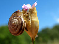 Sprossendes Nelkenk�pfchen (Petrorhagia prolifera) mit westlicher Heideschnecke (Helicella itala)