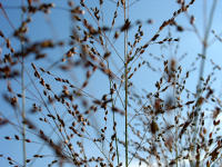 Duftig: Schleierrispengras (Panicum virgatum "Heavy Metal")