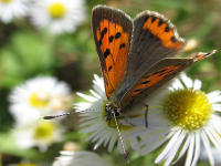 Kleiner Feuerfalter (Lycaena phlaeas) auf Einj�hrigem Berufskraut (Erigeron annuus)