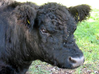 Galloway-Rind