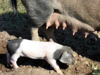 Schw�bisch-H�llisches Schwein - Sau mit einem ihrer Ferkel