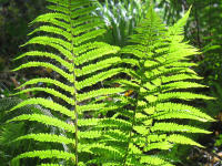 Wurmfarn (Dryopteris filix-mas) im Gegenlicht