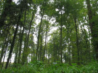 Buchenhallenwald am Rittnert