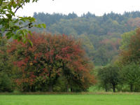 Vor allem Streuobstwiesen und W�ldchen pr�gen das Landschaftsbild
