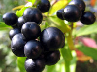 Liguster (Ligustrum vulgare)