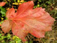 Herbstfärbung: Blatt der wärmeliebenden Elsbeere (Sorbus torminalis)