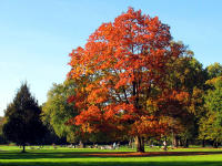 Schne Herbstfrbung im Schlossgarten