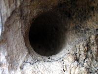 Die Blaue Holzbiene hingegen nagt sich ihre Brutkammern selbst und ben�tigt dazu morsches Holz (z.B. abg�ngiger Obstb�ume).