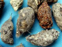 Turmfalken-Gewölle (Speiballen aus unverdaulichen Nahrungsresten) - je nach Beute mit Mäusefell, Knochenteilen, Federn, Chitin, ...