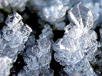 Genaues Hinsehen lohnt: Eiskristalle auf Brombeerblatt