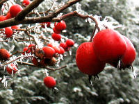 Viele Geh�lze tragen im Winter noch Fr�chte wie Beeren, N�sse oder Zapfen, die ebenfalls bei der Bestimmung weiterhelfen