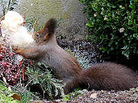 Eichh�rnchen auf dem Friedhof. Grabgestecke lassen sich herrlich pl�ndern: "Sie enthalten tolles Polstermaterial f�r meinen Kobel! Der Winter kann kommen!"