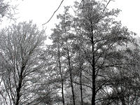 Auch anhand des unterschiedlichen Habitus lassen sich die einzelnen Geh�lze bestimmen. Hier: Hainbuche (l.) und Schwarzerle (r.) 