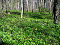 Waldbereich mit dichtem Teppich aus Waldbingelkraut (Mercurialis perennis), Buschwindröschen (Anemone nemorosa), verschiedenen Veilchen und anderen ...